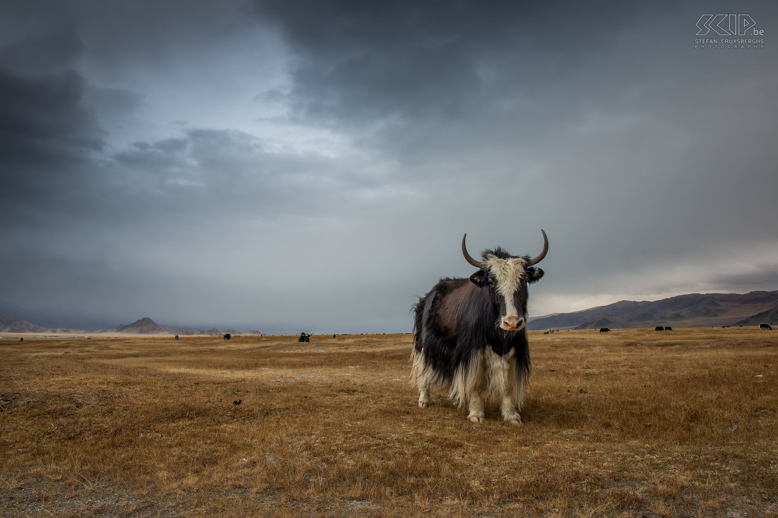 Altai - Yak Domesticated yaks (Bos grunniens) have a long fur and can stand the cold. Males can have horns of 50 to 100cm in length and they can weigh up to 400kg. Stefan Cruysberghs